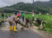 Bhabinkamtibmas Desa Manemeng Bersama Stakeholder Terkait Evakuasi Pohon Tumbang