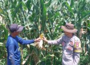 Bhabinkamtibmas Desa Talonang Baru Monitoring Lahan Penanaman Jagung, Warga Berharap Hasil Panen Optimal