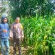 Bhabinkamtibmas Desa Rarak Ronges Dampingi Progres Tanaman Jagung Warga Binaan