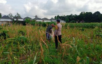 Panen Usai, Polisi Ajak Petani Tanam Lagi di Labuapi, Semangat Baru!