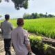 Polisi Turun ke Sawah! Bhabinkamtibmas Dukung Petani di Labuapi