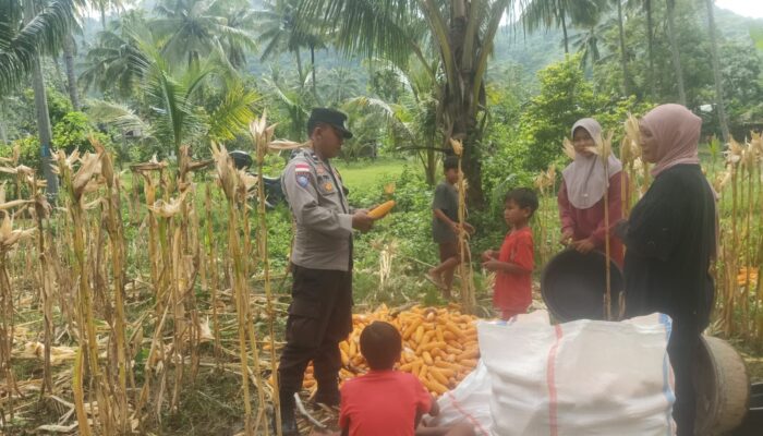 Bhabinkamtibmas di Sekotong Dampingi Petani Panen Jagung, Dukung Ketahanan Pangan