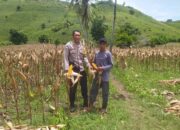 Bhabinkamtibmas Hadir di Ladang Jagung, Petani Merasa Didukung