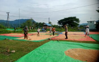 Bhabinkamtibmas Desa Woko Pantau Panen Jagung dalam Program Ketahanan Pangan Nasional