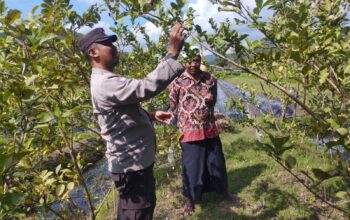 Bhabinkamtibmas Gapuk Dukung Petani Jambu Kristal di Gerung