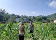 Kunjungan Humanis Bhabinkamtibmas ke Petani Jagung di Sekotong Timur