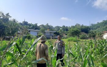 Kunjungan Humanis Bhabinkamtibmas ke Petani Jagung di Sekotong Timur