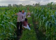 Motivasi Petani Kuripan, Polri Dorong Ketahanan Pangan dari Tingkat Desa