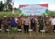 Panen Raya Jagung Serentak Dukung Swasembada Pangan di Lombok Barat