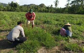 Pemanfaatan Lahan Pekarangan Didorong Bhabinkamtibmas Sekotong Barat
