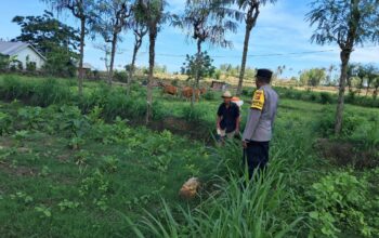 Polri Dorong Pertanian Produktif di Desa Pelangan, Sekotong