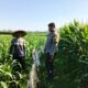 Polsek Lembar Sambangi Petani Jagung Sekotong Timur Dukung Ketahanan Pangan