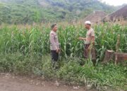 Polsek Lembar Dorong Produktivitas Jagung di Lombok Barat