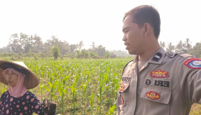 Polsek Lembar Dorong Ketahanan Pangan Lewat Sambang Petani Jembatan Kembar Timur