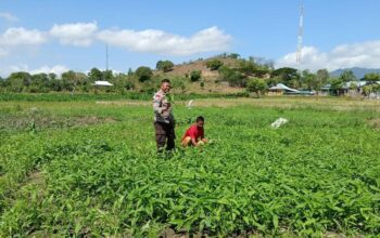 Dukung Ketahanan Pangan Nasional Bhabinkamtibmas Polsek Woha. Pantau Budi Daya Kangkung Milik Warga Binaan