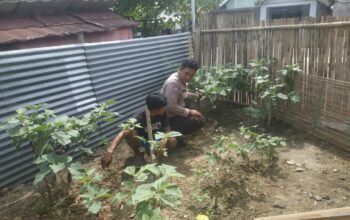 Bhabinkamtibmas Desa Seminar Salit Lakukan Monitoring Ketahanan Pangan, Dukung Program Asta Cita Swasembada Pangan