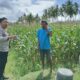 Bhabinkamtibmas Cendi Manik Dampingi Petani Jagung Dukung Ketahanan Pangan