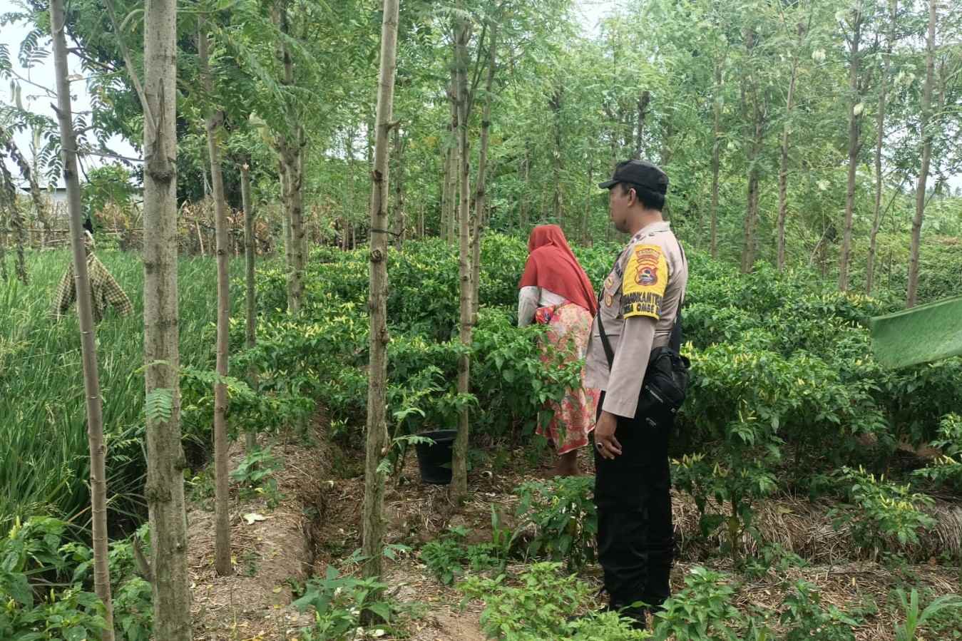 Ketahanan Pangan Dimulai dari Desa, Bhabinkamtibmas Dampingi Petani Cabai di Kediri Lombok Barat