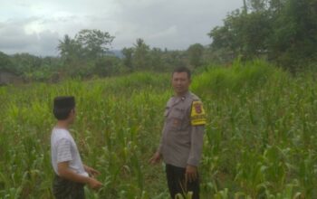 Ketahanan Pangan dan Keamanan Diperkuat di Sekotong Tengah Lewat DDS Bhabinkamtibmas