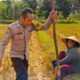 Bhabinkamtibmas Kuripan Utara Dorong Ketahanan Pangan dari Lahan Produktif Warga