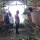 Kuripan Timur Dorong Kemandirian Pangan Lewat Pendampingan Warga
