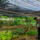 Bhabinkamtibmas Desa Bangkat Monteh Dampingi Warga Tanam Pekarangan Bergizi Dukung Program Swasembada Pangan