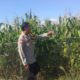 Wujudkan Indonesia Yang Swasembada Pangan, Bhabinkamtibmas Polsek Bolo Pantau Bantu Petani Jagung di Wilayah Binaan