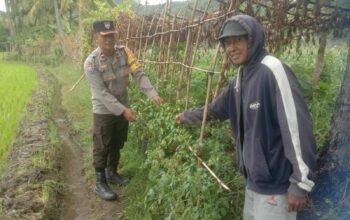 Bhabinkamtibmas Desa Rhee Gencarkan Ketahanan Pangan dengan Membantu Warga Manfaatkan Pekarangan