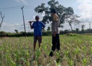 Bhabinkamtibmas Desa Kuripan Dorong Warga Optimalkan Pekarangan untuk Ketahanan Pangan