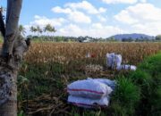 Bhabinkamtibmas Desa Tempos Dampingi Panen Jagung, Jaga Ketahanan Pangan di Lombok Barat