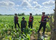 Polres Lombok Barat Dukung Petani Jagung di Desa Dasan Geres