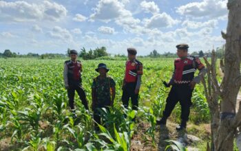 Polres Lombok Barat Dukung Petani Jagung di Desa Dasan Geres
