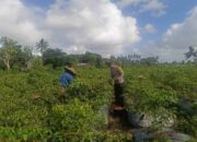 Polri Dampingi Petani Panen Cabai di Kuripan Utara, Dukung Ketahanan Pangan Lokal