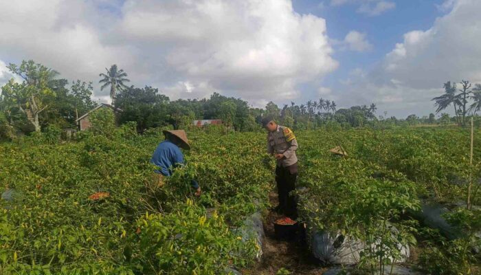 Bhabinkamtibmas Dampingi Panen Cabai di Kuripan Utara, Dukung Ketahanan Pangan Nasional