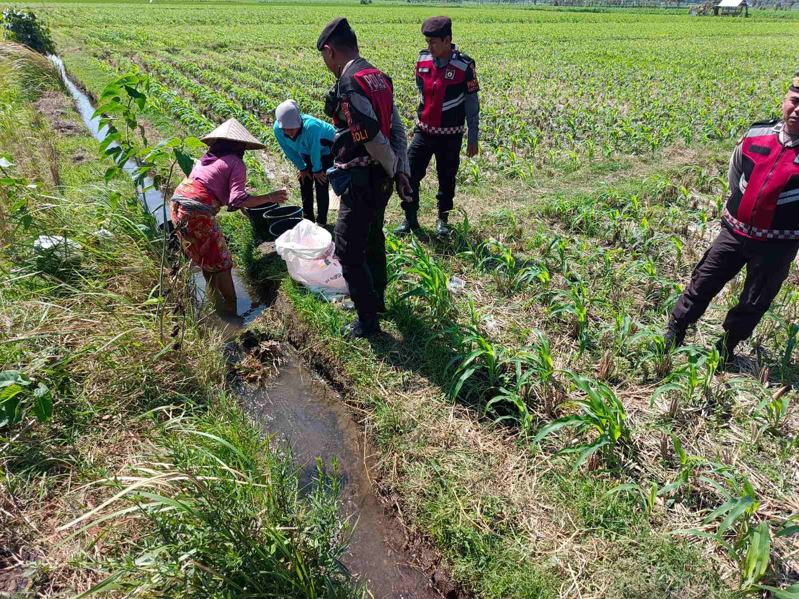 Polsek Kuripan Dukung Ketahanan Pangan Lewat Patroli di Lahan Jagung