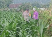 Polsek Lembar Dorong Ketahanan Pangan Lewat Pendampingan Petani Desa Babussalam
