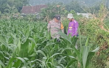 Polsek Lembar Dorong Ketahanan Pangan Lewat Pendampingan Petani Desa Babussalam