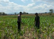 BKTM Desa O,o Pantau Perkembangan Lahan Jagung warga dalam Rangka Dukung Ketahanan Pangan Nasional Menuju Indonesia Emas 2045