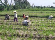 Bhabinkamtibmas Montong Are Dorong Ketahanan Pangan Lewat Pendampingan Petani