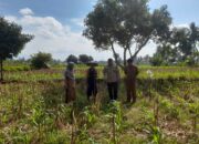 Bhabinkamtibmas, PPL, Desa Gelogor, Kediri Lombok Barat, ketahanan pangan