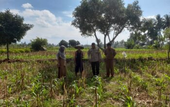 Bhabinkamtibmas dan PPL Desa Gelogor Dukung Petani Jagung Jaga Ketahanan Pangan Lombok Barat