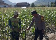 Dekat Dengan Warga, Bahbinkamtibmas Dampingi Warga Binaan Rawat Jagung Manis: Wujud Nyata Polri Peduli Ketahanan Pangan