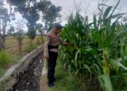 Bhabinkamtibmas Terong Tawah Dorong Pemanfaatan Pekarangan untuk Ketahanan Pangan