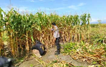 Bhabinkamtibmas Desa Hu’u Dampingi Warga Panen Jagung, Dorong Semangat Ketahanan Pangan
