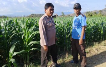 BKTM Desa Mbawi Laksanakan Pemantauan Lahan Jagung Milik Warga Binaan
