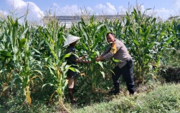 Dusun Jerneng Lombok Barat Jadikan Lahan Kosong Sumber Pangan Keluarga