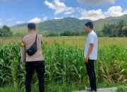 Polsek Kuripan Dampingi Petani Jagung Kuripan Selatan untuk Perkuat Ketahanan Pangan