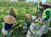 Polsek Labuapi Dukung Ketahanan Pangan Lewat Panen Jagung di Dusun Jerneng