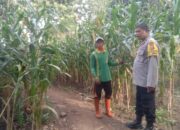 BHABINKAMTIBMAS SIMPASAI TINJAU LAHAN JAGUNG JELANG PANEN