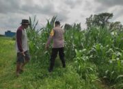 Polsek Labuapi Dampingi Petani Jagung di Dusun Kuranji Bangsal Lombok Barat